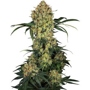 Aloha OG - feminizovaná semena konopí 10 ks, Sensi Seeds