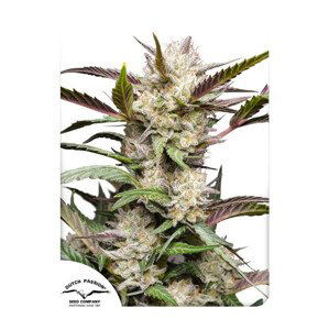 Mimosa Punch autoflower - feminizované semínka 7 Ks Dutch Passion