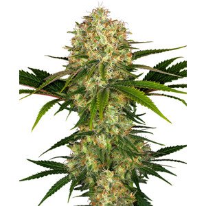 Afghani 1 - feminizovaná semínka 5 ks, Sensi Seeds