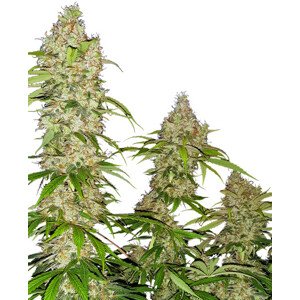 Banana Kush Cake - feminizovaná semínka 3 ks Sensi Seeds