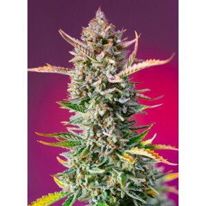 Gorilla Sherbet F1 FAST - feminizovaná semínka 3 ks  Sweet Seeds