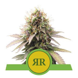 Royal Runtz Automatic - samonakvétací semínka 3 ks Royal Queen Seeds