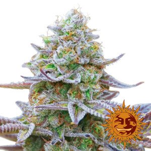 Gorilla Zkittlez - feminizovaná semínka 3 ks, Barney´s Farm