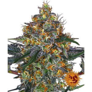 Moby Dick Auto - samonakvétací semínka 3 ks, Barney´s Farm