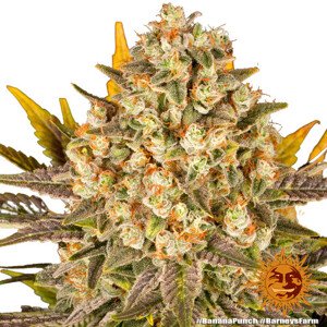 Banana Punch - feminizovaná semínka 5 ks, Barney´s Farm