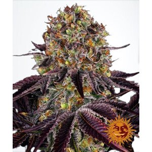 Runtz X Layer Cake - feminizované semena 3 ks Barney´s Farm