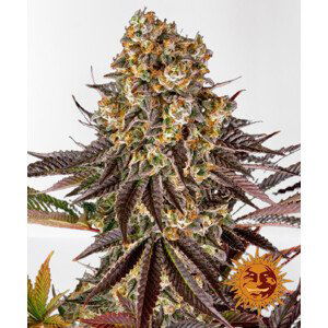 GELATO 45 feminizované semínka 5 Ks Barney´s Farm