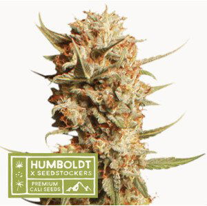 Thunder Banana - feminizované semena marihuany HumboldtXSeedstockers 3 ks