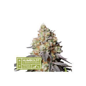 Panty Punch Autoflower - autoflowering semena marihuany HumboldtXSeedstockers 3 ks