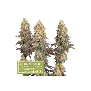 Mack & Crack Auto autoflowering semena marihuany, HumboldtXSeedstockers, 3 ks