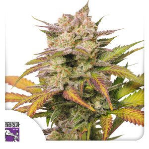 Auto Sweet Bourbon Kush - samonakvétací semena 3 ks Super Sativa Seed Club