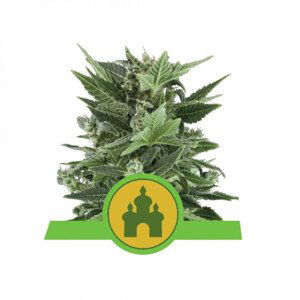 Royal Kush Automatic - samonakvétací semínka 5ks, Royal Queen Seeds