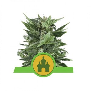 Royal Kush Automatic - samonakvétací semínka 10ks, Royal Queen Seeds