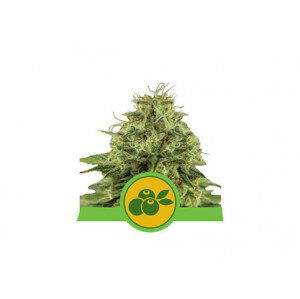 Haze Berry Auto - samonakvétací semínka 5ks, Royal Queen Seeds