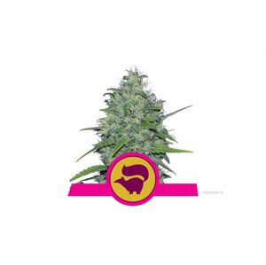 Skunk XL Feminized 10ks, Royal Queen Seeds