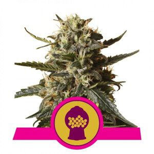 Bubblegum XL feminizované 3ks Royal Queen Seeds