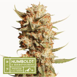 Thunder Banana - feminizované semena marihuany HumboldtXSeedstockers 5 ks