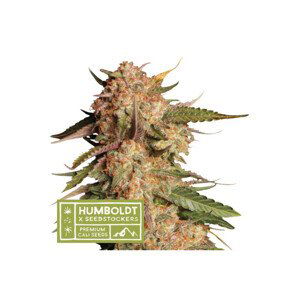 Blue Moby Auto - autoflowering semena marihuany HumboldtXSeedstockers 5 ks