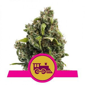 Candy Kush Express Fast Flowering feminizované semena 3ks Royal Queen Seeds