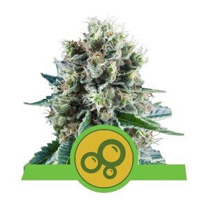 Bubble Kush - samonakvétací semínka 5 ks Royal Queen Seeds