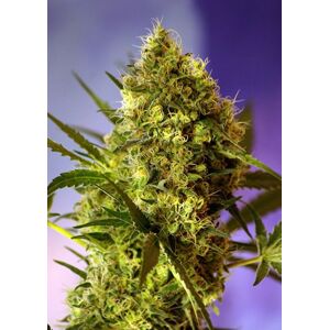 Big Devil Auto – 5 ks fem. a samonakvétací semínka Sweet Seeds