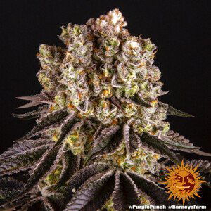 Purple Punch - feminizovaná semena marihuany 5 ks Barney´s Farm