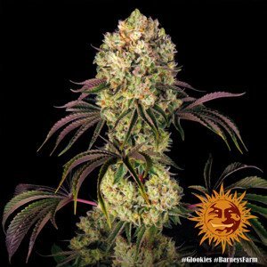 Glookies - feminizovaná semena marihuany 10 ks Barney´s Farm
