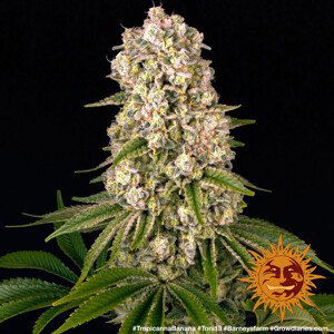 Tropicanna Banana - feminizovaná semena marihuany 3 ks Barney´s Farm