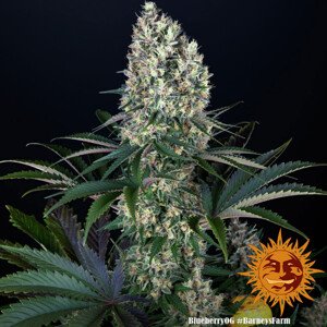 Blueberry OG - feminizované semena marihuany 5 ks Barney´s Farm