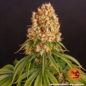 Orange Sherbert - feminizované semena marihuany 3 ks Barney´s Farm