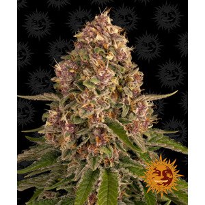 Pink Kush - feminizované semena marihuany 5 ks Barney´s Farm