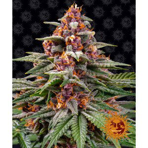 Runtz Auto - autoflowering semena marihuany 10 ks Barney´s Farm