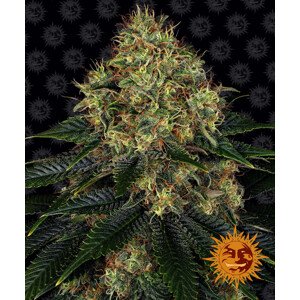 Skywalker OG Auto - autoflowering semena marihuany 5 ks Barney´s Farm