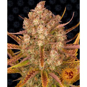 Dos Si Dos Auto - autoflowering semena marihuany 5 ks Barney´s Farm