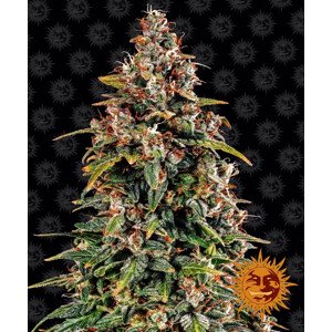 Watermelon Zkittlez Auto - autoflowering semena marihuany 3 ks Barney´s Farm