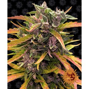 Gorilla Glue Auto - autoflowering semena marihuany 3 ks Barney´s Farm