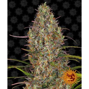 Glue Gelato Auto - autoflowering semena marihuany 5 ks Barney´s Farm