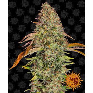 Zkittlez OG Auto - autoflowering semena marihuany 3 ks Barney´s Farm