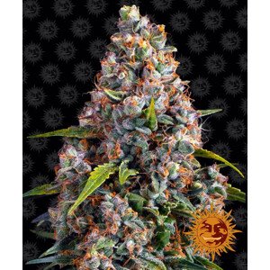 Strawberry Cheesecake Auto - autoflowering semena marihuany 10 ks Barney´s Farm