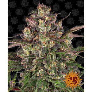 Peyote Critical - feminizované semena marihuany 3 ks Barney´s Farm