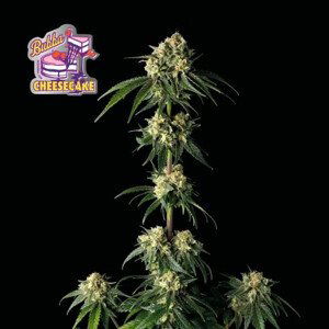 Bubba Cheesecake - feminizovaná semena konopí 5 ks, Seedsman