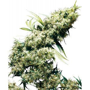 Jamaican Pearl - 5 ks feminizovaná semena Sensi Seeds