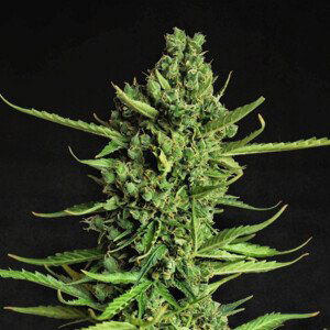 Devotchka - autoflowering semena 3 ks, Doctor's Choice