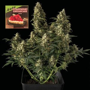 Strawberry Cheesecake Auto - samonakvétací semena marihuany, 3ks Seedsman