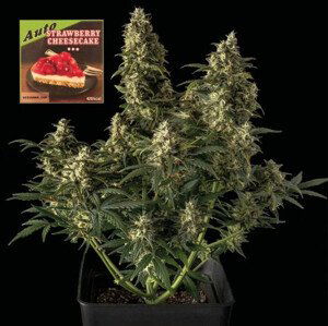 Strawberry Cheesecake Auto - samonakvétací semena marihuany, 5ks Seedsman