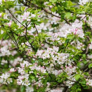 Naturální voda Jabloň planá (lesní) Malus sylvestris fruit water 1 l