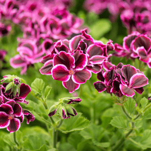 Naturální voda Pelargonie růžová Pelargonium roseum water 25 l