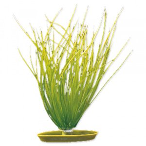 Rostlina Marina Hairgrass 20cm