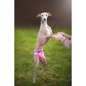 Vsepropejska Táňa hárací kalhotky pro psa Barva: Růžová, Obvod slabin (cm): 42 - 65