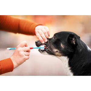 Vsepropejska Jacob zubní kartáček pro psa Barva: Modrá